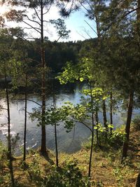 Scenic view of lake against trees in forest