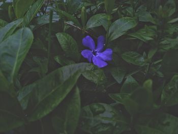 Close-up of purple flowering plant