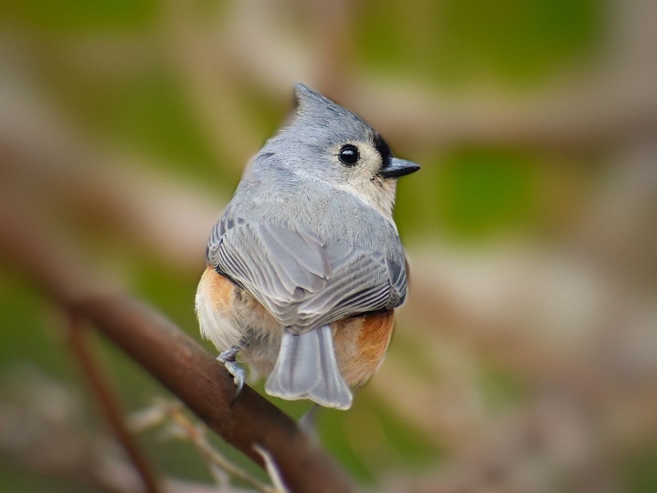 animal themes, animal, animal wildlife, bird, wildlife, nature, one animal, beak, close-up, perching, branch, no people, focus on foreground, outdoors, plant, day, songbird, beauty in nature, full length, tree