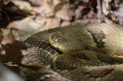 Beautiful yellow phased pennsylvania ,timber rattler 