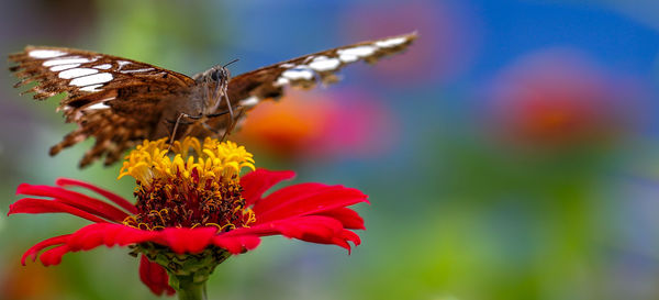 Close-up of butterfly pollinating on flower