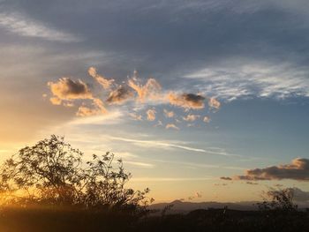 Low angle view of trees against sky at sunset