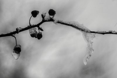 Close-up of twigs