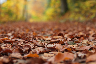 Close-up of dry maple leaves on land