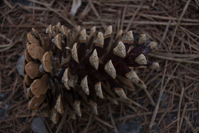 Stack of grass on field