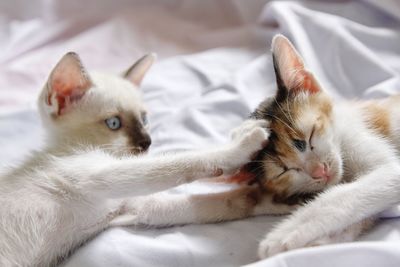 Portrait of white cat with kitten