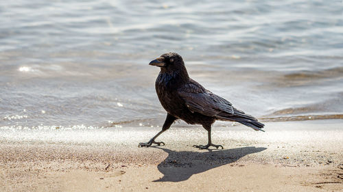 Bird on beach