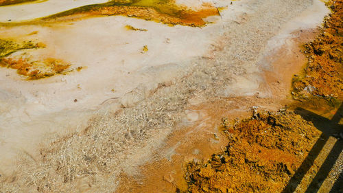 High angle view of plants on land