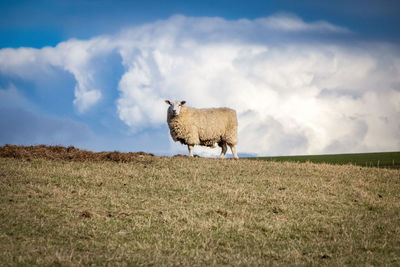 Sheep in a field