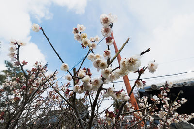 Low angle view of cherry blossoms against sky