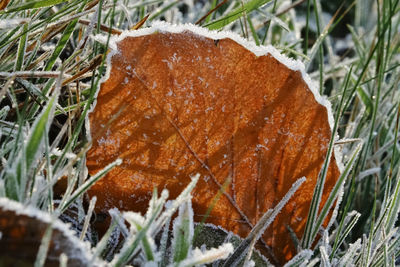 Close-up of snow on field