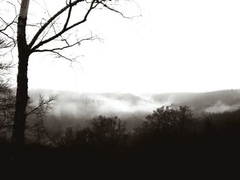 Trees in foggy weather