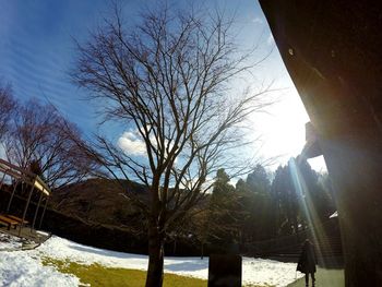 Bare trees against sky