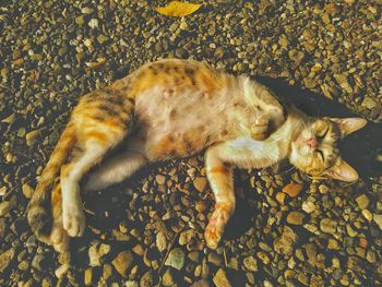 High angle view of a cat