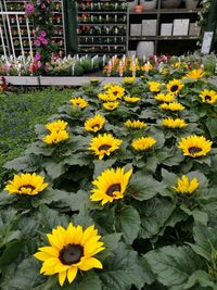 Close-up of yellow flowering plants