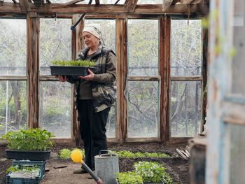 An elderly woman holds a box of pepper seedlings in a greenhouse. growing vegetables tomatoes 