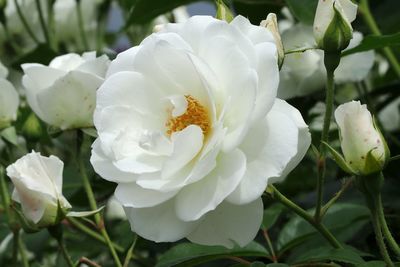 Close-up of white rose