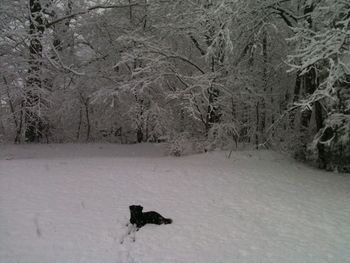 Dog on snow covered landscape