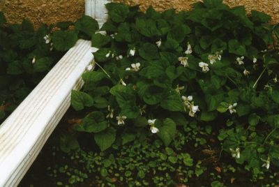 Close-up of plants