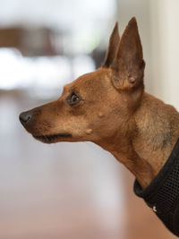 Close-up of dog looking away