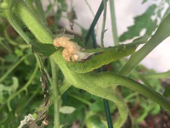 Close-up of insect on plant