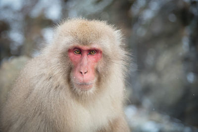 Portrait of monkey