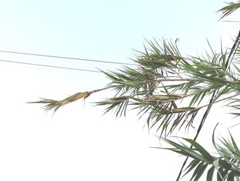 Low angle view of tree against clear sky