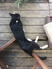 Black cat sitting on wood