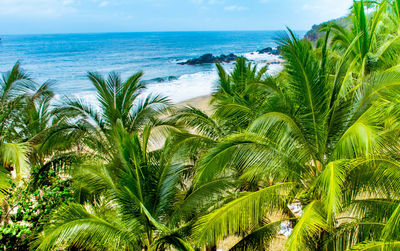 Palm trees by sea against sky