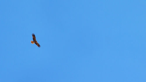 Low angle view of bird flying against clear blue sky