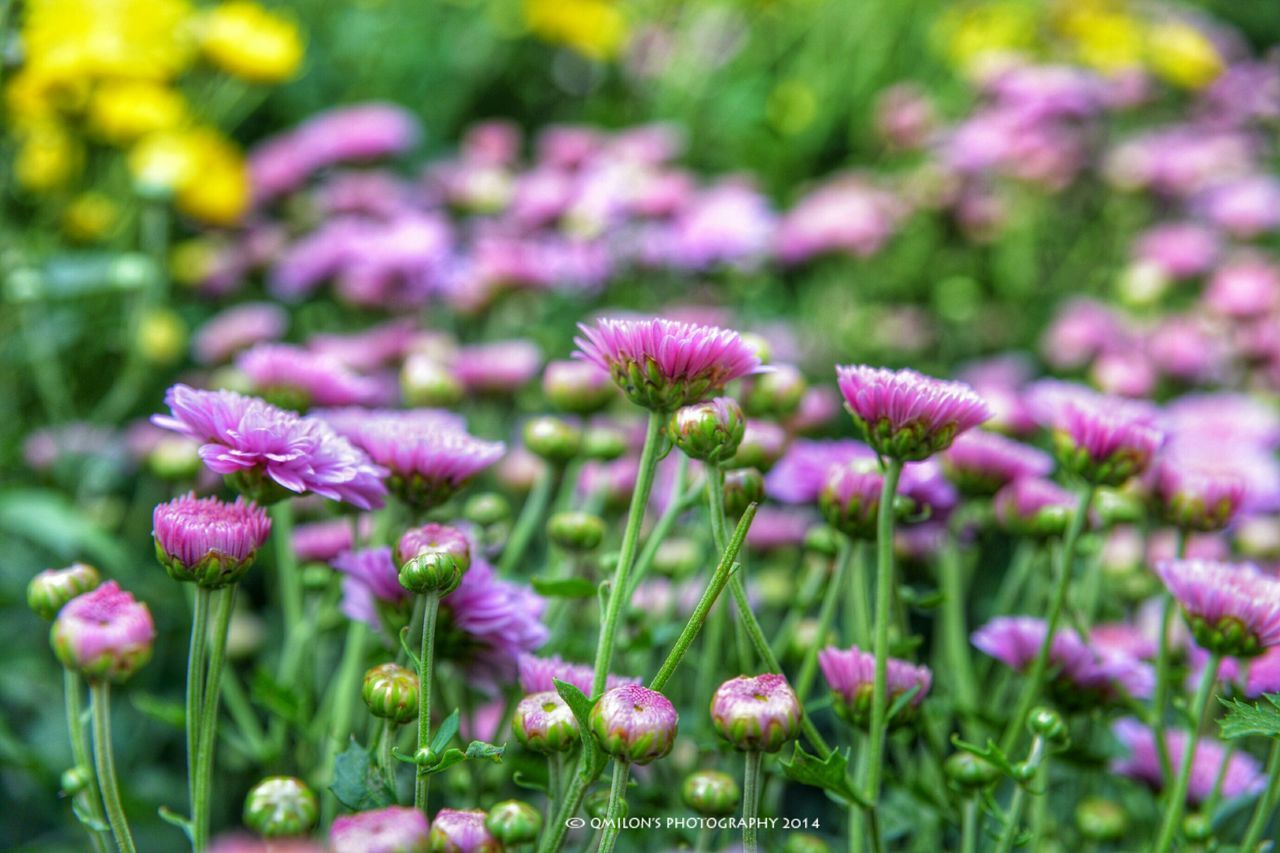 flower, freshness, fragility, growth, beauty in nature, petal, plant, blooming, focus on foreground, nature, flower head, purple, selective focus, pink color, close-up, field, stem, in bloom, outdoors, day