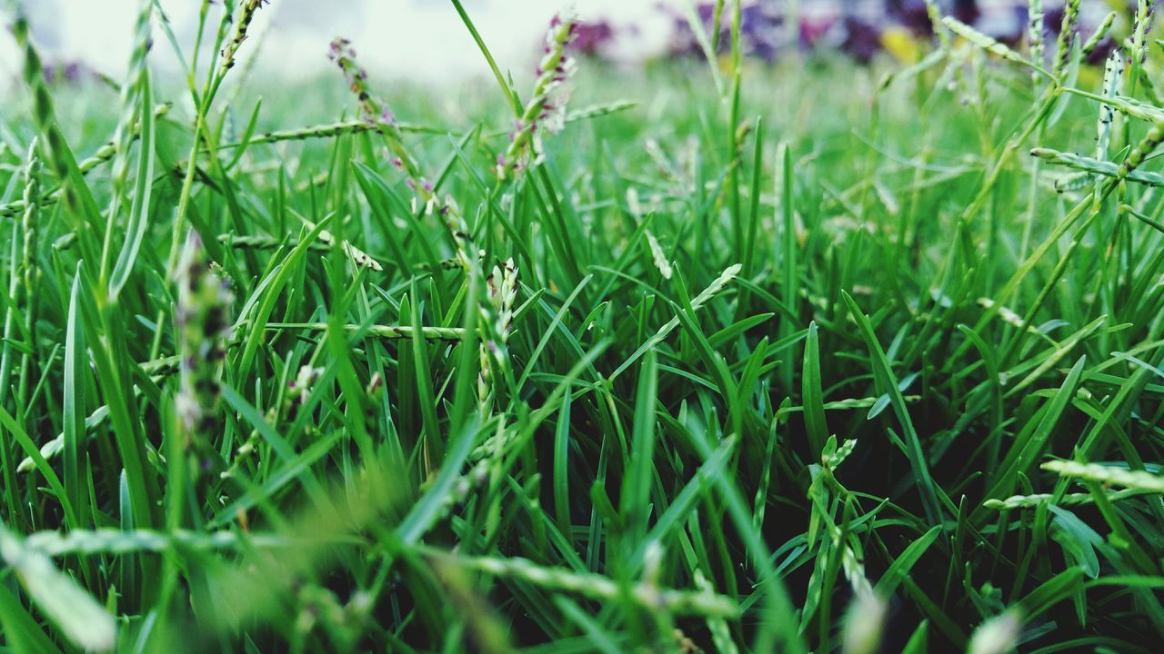 growth, grass, green color, field, plant, nature, blade of grass, close-up, selective focus, beauty in nature, tranquility, focus on foreground, freshness, green, growing, day, outdoors, grassy, no people, lush foliage