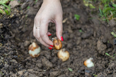 Hand holding daffodil bulbs before planting in the ground