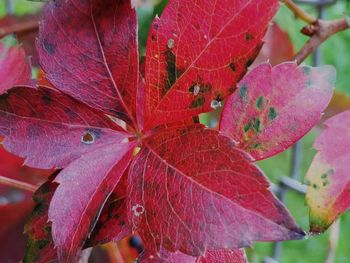 Close-up of red leaves