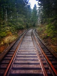 Railway tracks along trees