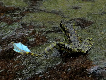 High angle view of crocodile swimming in water
