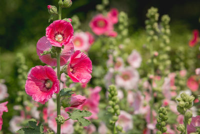 Close-up of flowers blooming outdoors
