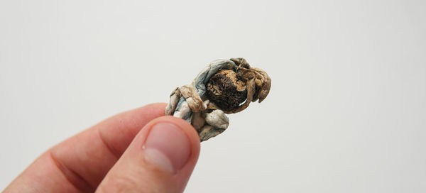 Close-up of hand holding food against white background