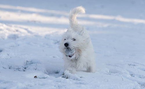 Portrait of white dog on snow against sky