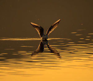 Close up of a bird