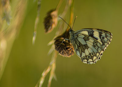 Marbled white english butterfly black spotted wings perched on wild flowers spring view