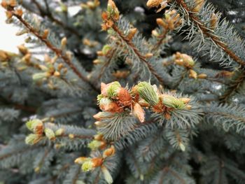 Close-up of pine cone on tree