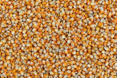 Full frame shot of beans