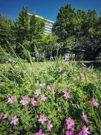 Pink flowering plants in garden