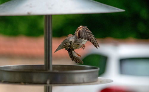 bird feeder