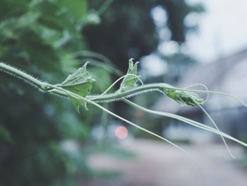 Close-up of fresh green leaves