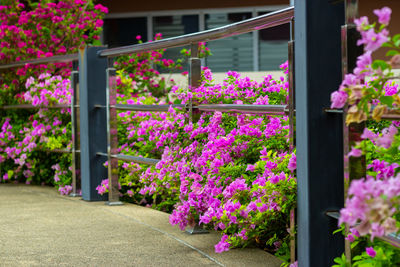 Pink flowering plants by house window