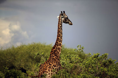 Giraffe in a field