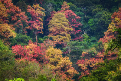 View of trees in forest during autumn