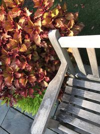 High angle view of flowering plants by railing